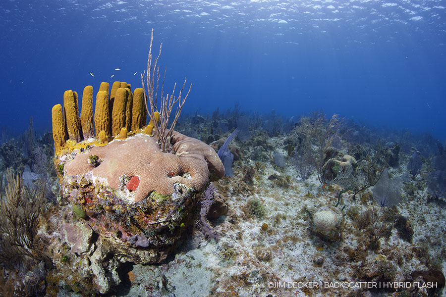 ©Jim Decker - Backscatter Hybrid Flash Underwater Strobe & Video Light Review - before/after ambient light photos side by side