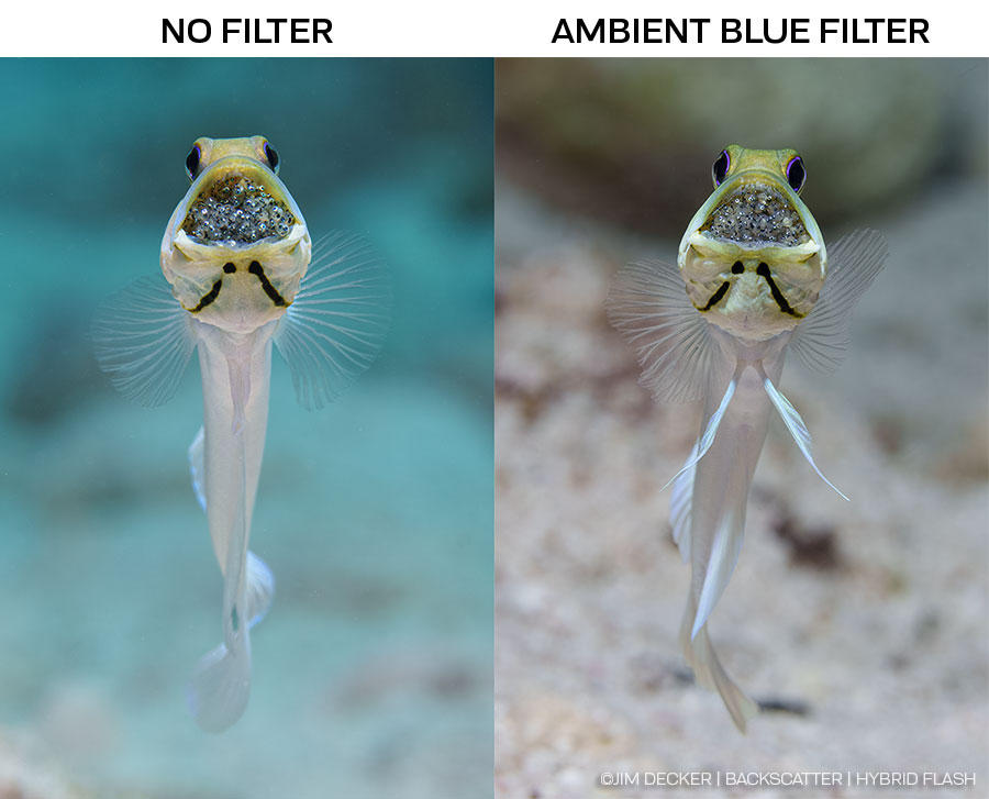 ©JIM DECKER - Backscatter Hybrid Flash Underwater Strobe & Video Light Review - jawfish ambient light shot comparison