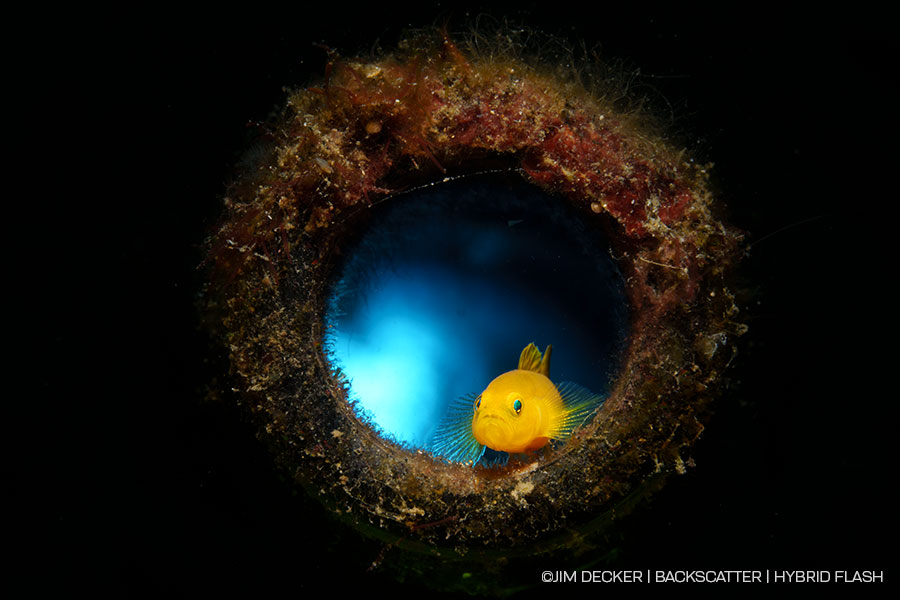 ©Jim Decker - Backscatter Hybrid Flash Underwater Strobe & Video Light Review - insert photo of goby in bottle