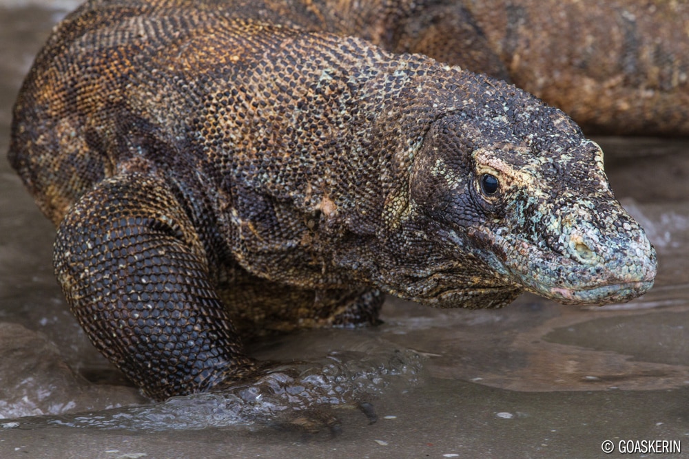 Bali to Komodo, Indonesia – Pindito July 9-21, 2018