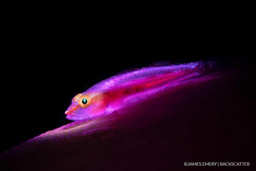 ©Backscatter - Capturing Critters in Lembeh Underwater Photography Workshop 2027