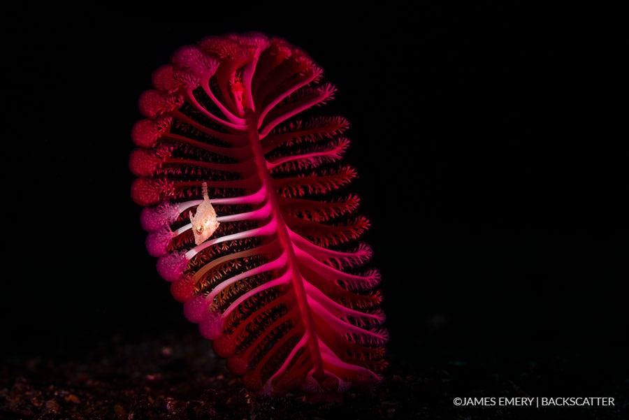 ©Backscatter - Capturing Critters in Lembeh Underwater Photography Workshop 2027