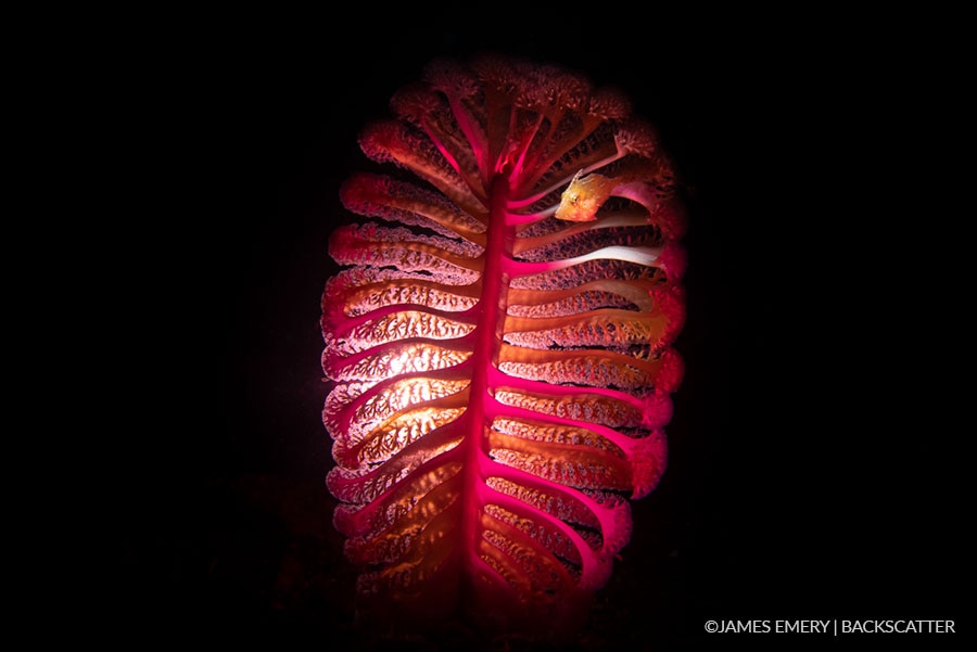 ©Backscatter - Capturing Critters in Lembeh Underwater Photography Workshop 2027