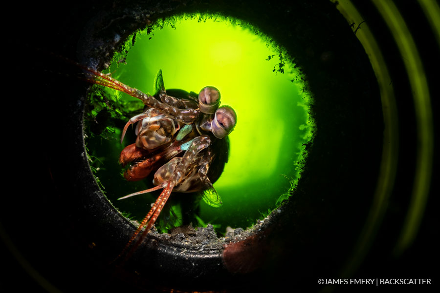 ©Backscatter - Capturing Critters in Lembeh Underwater Photography Workshop 2027