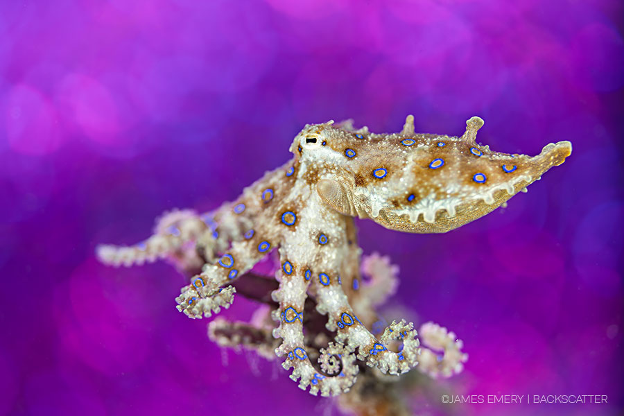 ©Backscatter - Capturing Critters in Lembeh Underwater Photography Workshop 2027