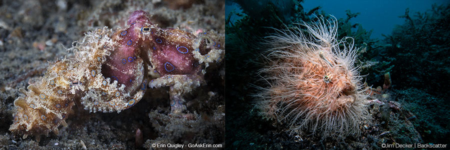 ©Erin Quigley - Lembeh Resort Macro Workshop - Octopus Pair