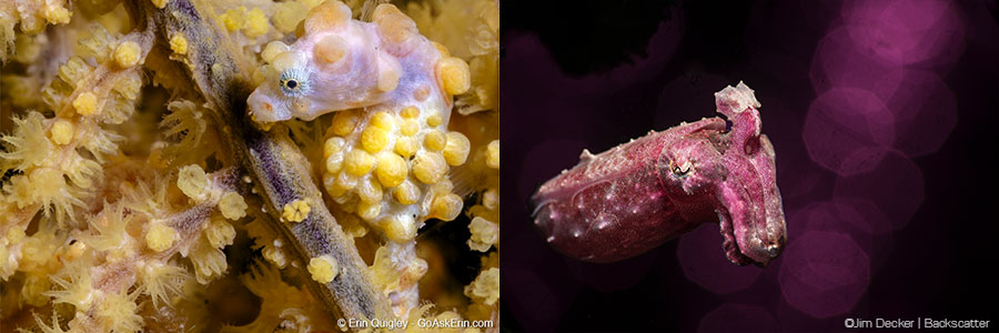 ©Erin Quigley - Lembeh Resort Macro Workshop - Pigmy Seahorse