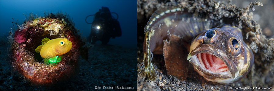 ©Erin Quigley - Lembeh Resort Macro Workshop - Fish Faces