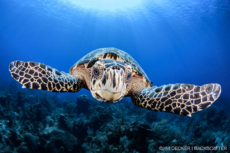 ©Jim Decker - Little Cayman Underwater Photography Workshop - Turtle Stop