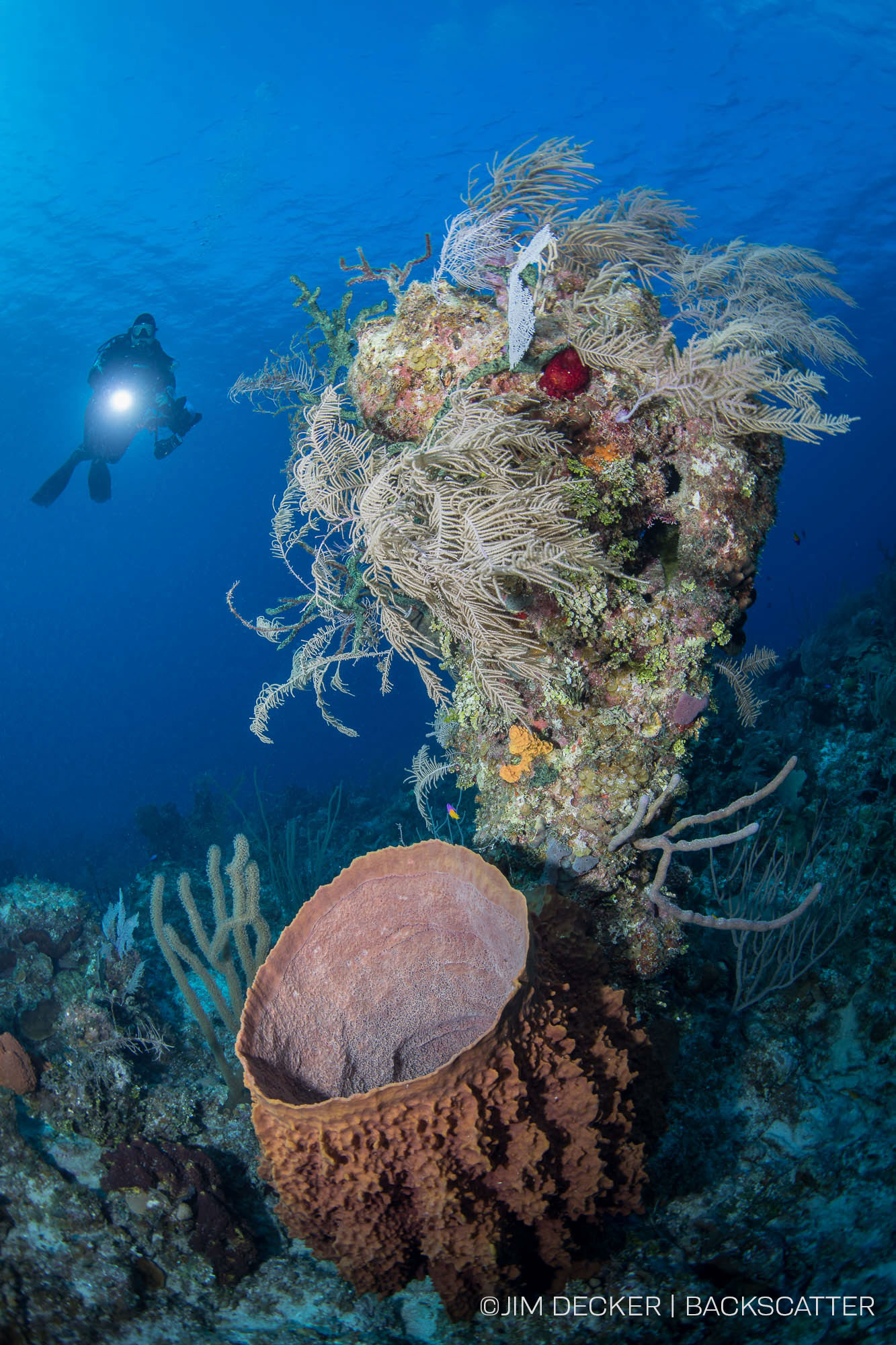 ©Jim Decker - Little Cayman Underwater Photography Workshop - Diver & Sponge Verticle