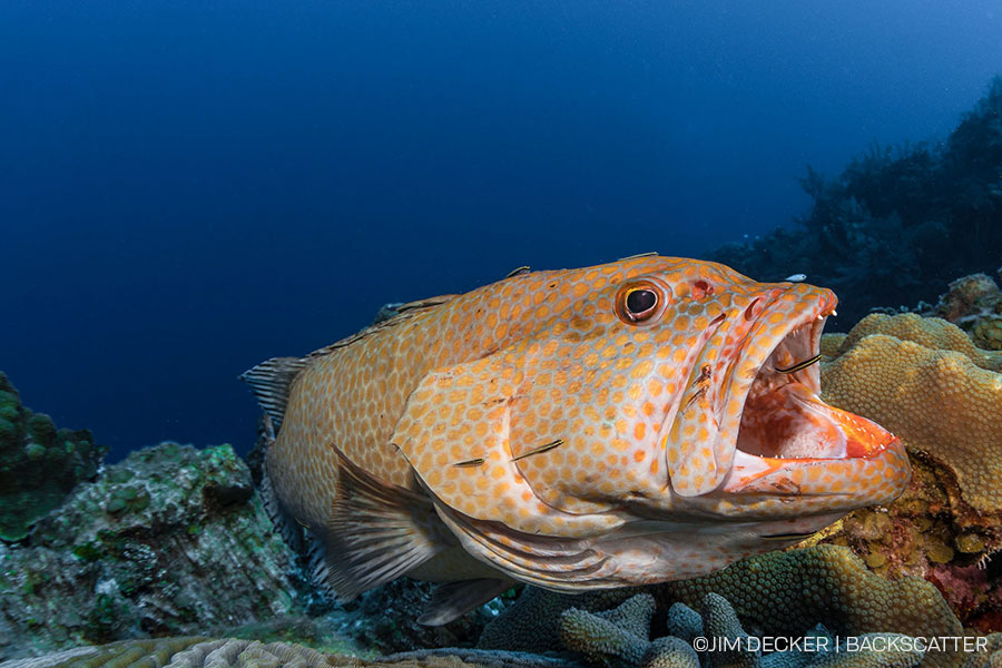 ©Jim Decker - Little Cayman Underwater Photography Workshop - Grouper Cleaning