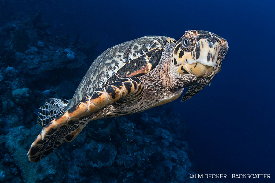 ©Jim Decker - Little Cayman Underwater Photography Workshop - Turtle Side-eye