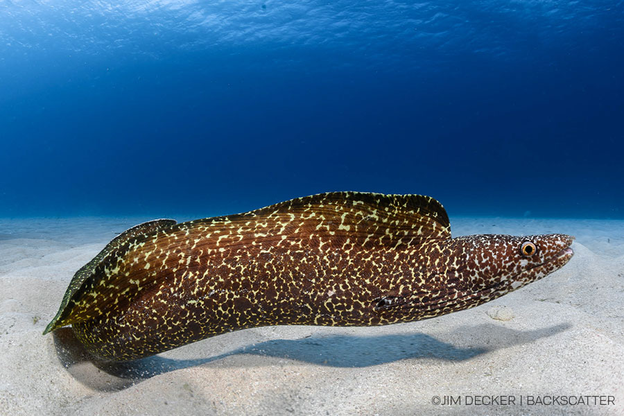 ©Jim Decker - Little Cayman Underwater Photography Workshop - Eel