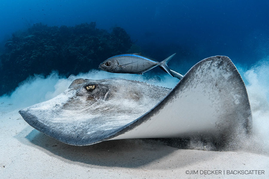 ©Jim Decker - Little Cayman Underwater Photography Workshop - Stingray & Fish