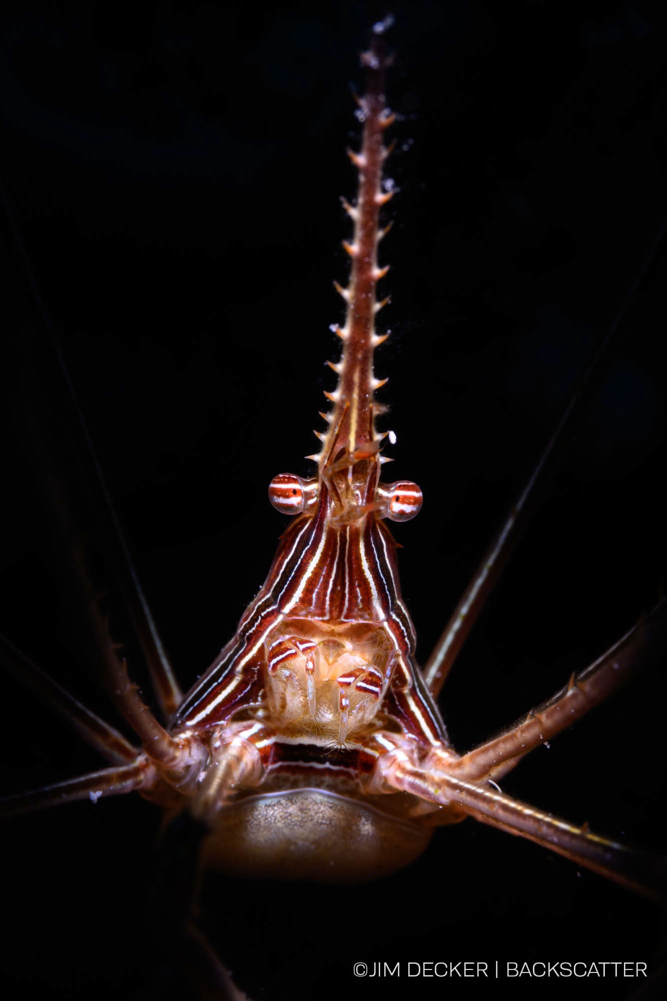 ©Jim Decker - Little Cayman Underwater Photography Workshop - Arrow crab Verticle