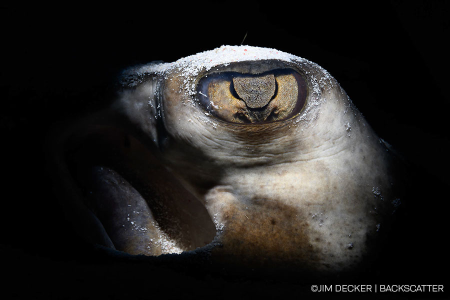 ©Jim Decker - Little Cayman Underwater Photography Workshop - Stingray Eye