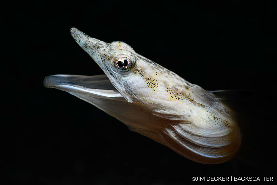 ©Jim Decker - Little Cayman Underwater Photography Workshop - Snootes Pipefish