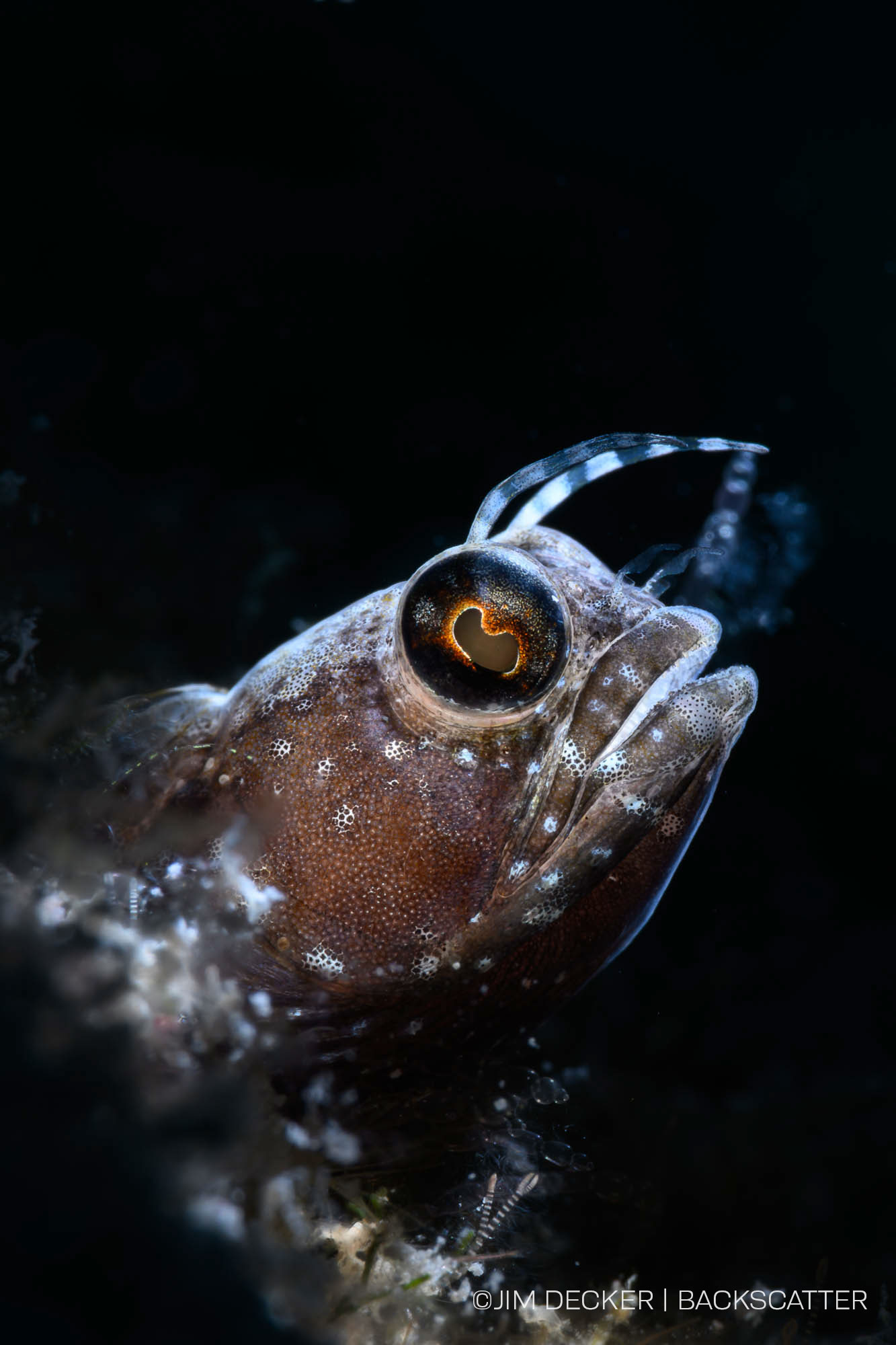 ©Jim Decker - Little Cayman Underwater Photography Workshop - Gobe Verticle