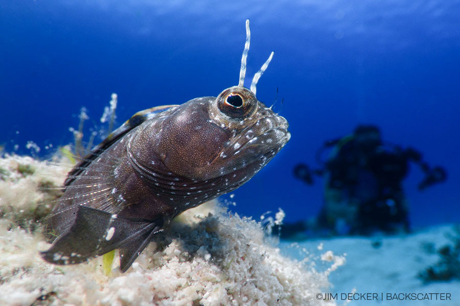 ©Jim Decker - Little Cayman Underwater Photography Workshop - Bugeye Shot of a Gobe