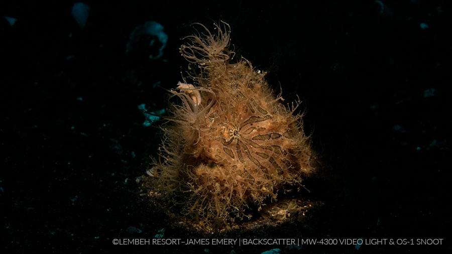 ©James Emery - Backscatter Macro Wide 4300 Frogfish