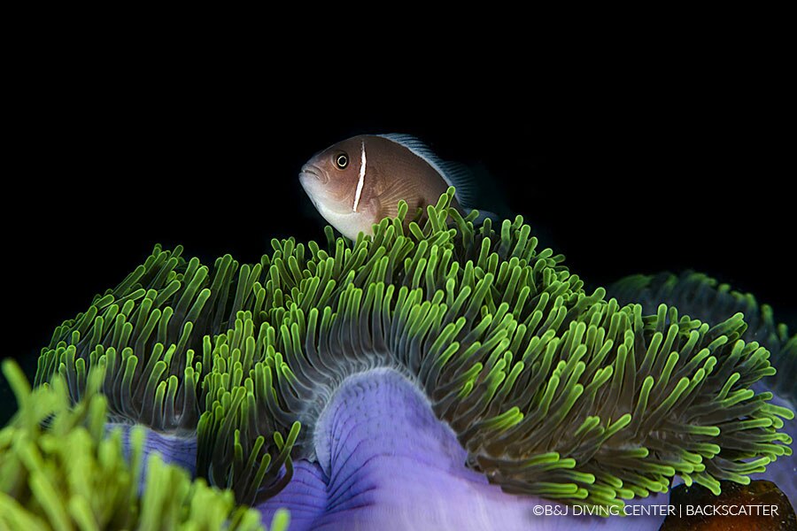 TIOMAN ISLAND DIVE RESORT, TIOMAN ISLAND, MALAYSIA