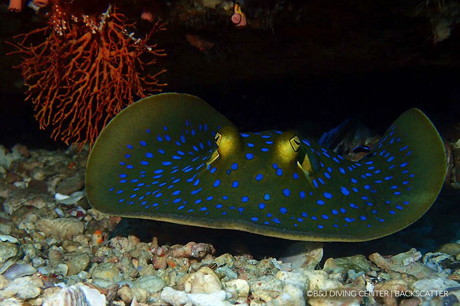 TIOMAN ISLAND DIVE RESORT, TIOMAN ISLAND, MALAYSIA