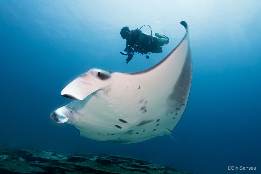 Six Senses Laamu Maldives 2022 Manta Diver