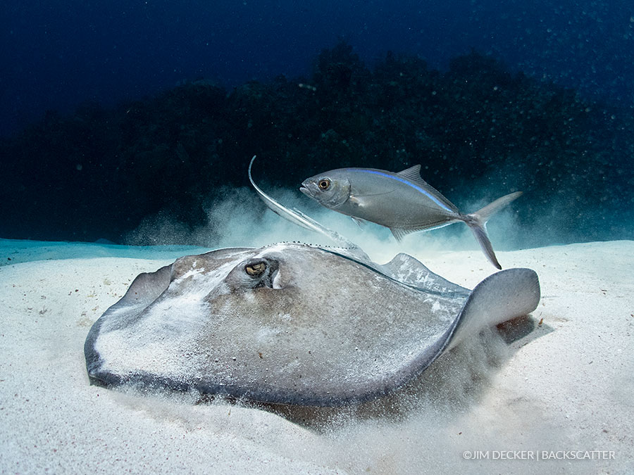 Backscatter Mini Flash MF-1 Underwater Strobe - ©Jim Decker - Wide Shot Sting Ray