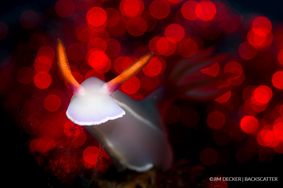 Backscatter Mini Flash MF-1 Underwater Strobe - ©Jim Decker -  Nudibranch with Red Bokeh