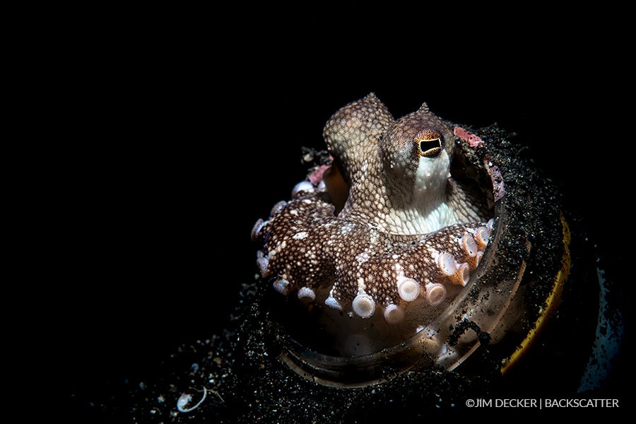 Backscatter Mini Flash MF-1 Underwater Strobe - ©Jim Decker - Octopus in Bottle