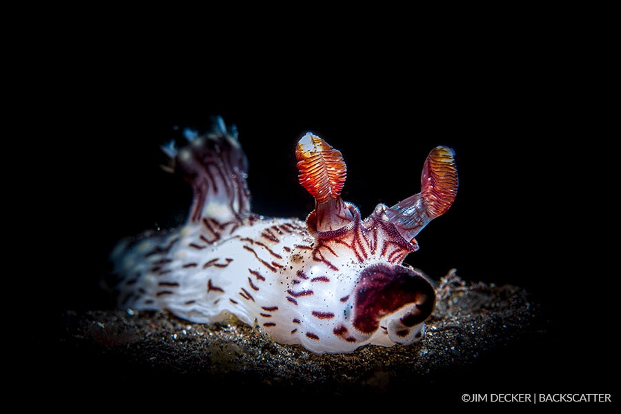 JBackscatter Mini Flash MF-1 Underwater Strobe - ©Jim Decker - Nudibranch