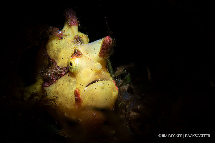 Backscatter Mini Flash MF-1 Underwater Strobe - ©Jim Decker - Yellow Frog Fish