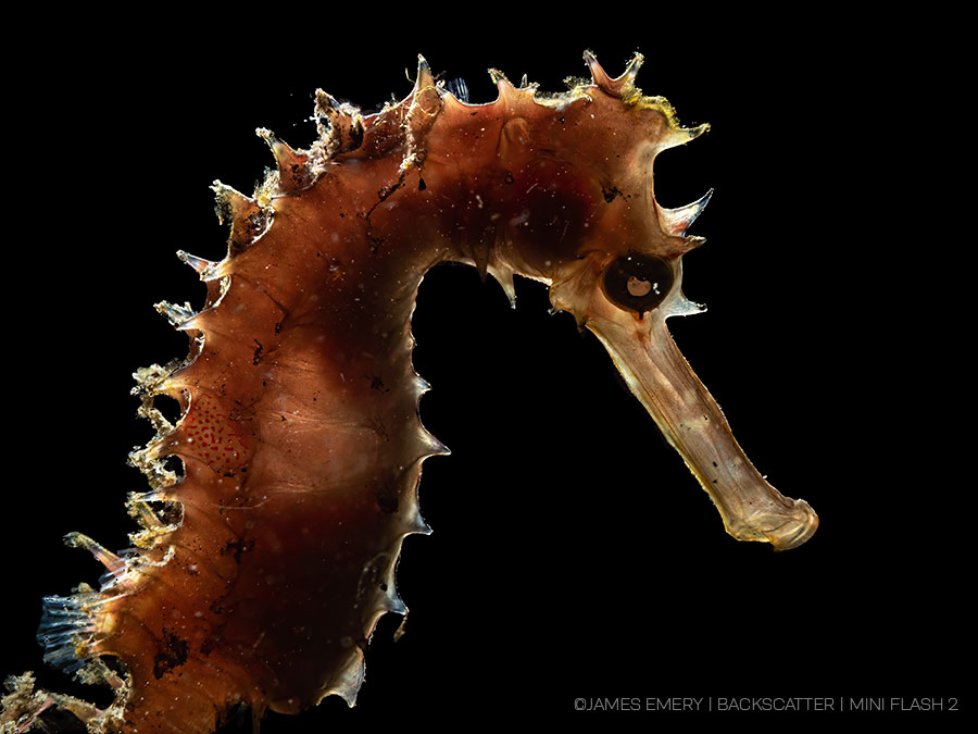 ©James Emery - Backscatter Mini Flash 2 Underwater Strobe Review -  seahorse backlit shot