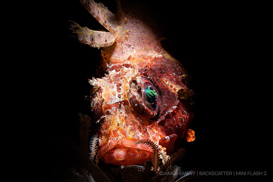 ©James Emery - Backscatter Mini Flash MF-2 Underwater Strobe - Snooted Fish Face