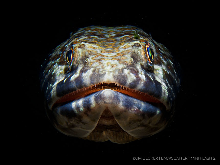 ©Jim Decker - Backscatter Mini Flash 2 Underwater Strobe Review - Lizard fish headshot