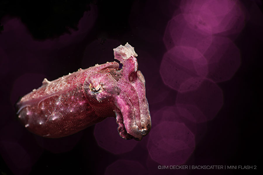 ©Jim Decker - Backscatter Mini Flash 2 Underwater Strobe Review - pygmy cuttle with bokeh bubbles