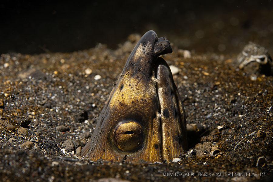 ©Jim Decker - Backscatter Mini Flash 2 Underwater Strobe Review - Snake Eel with single flash