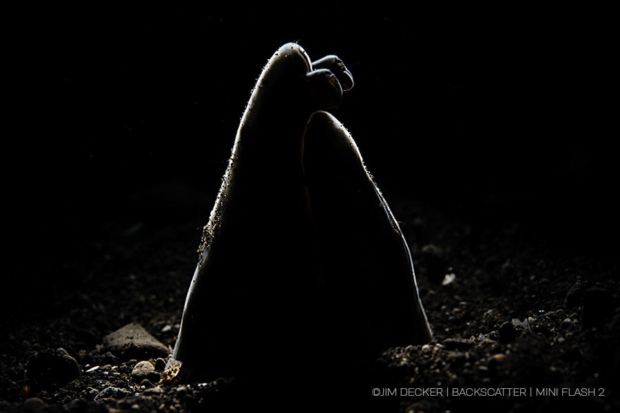 ©Jim Decker - Backscatter Mini Flash 2 Underwater Strobe Review - snake eel with backlight snoot