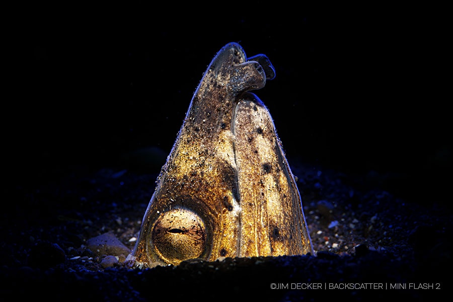 ©Jim Decker - Backscatter Mini Flash 2 Underwater Strobe Review - snake eel with snoot & colors