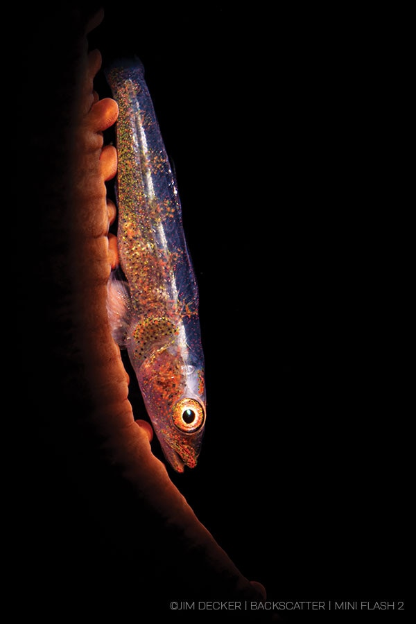 ©Jim Decker - Backscatter Mini Flash 2 Underwater Strobe Review - goby on whip coral