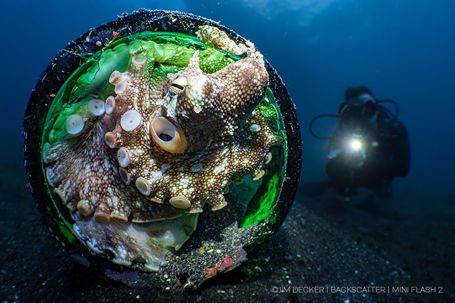 ©Jim Decker - Backscatter Mini Flash 2 Underwater Strobe Review - Octopus in Bottle