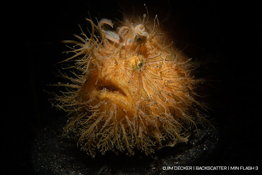 ©Jim Decker - Backscatter - Best Underwater Compact Strobe - Backscatter Mini Flash 3 - Hairy Frog Fish