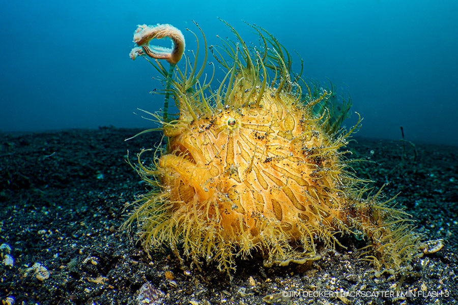 ©Jim Decker - Backscatter - Best Underwater Compact Strobe - Backscatter Mini Flash 3 - Octopus in bottle