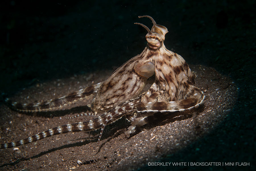 ©Berkley White - Backscatter - Best Underwater Compact Strobe - Backscatter Mini Flash 3 - Octopus With Snoot