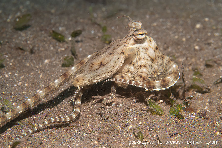 ©Berkley White - Backscatter - Best Underwater Compact Strobe - Backscatter Mini Flash 3 - Octopus Without Snoot