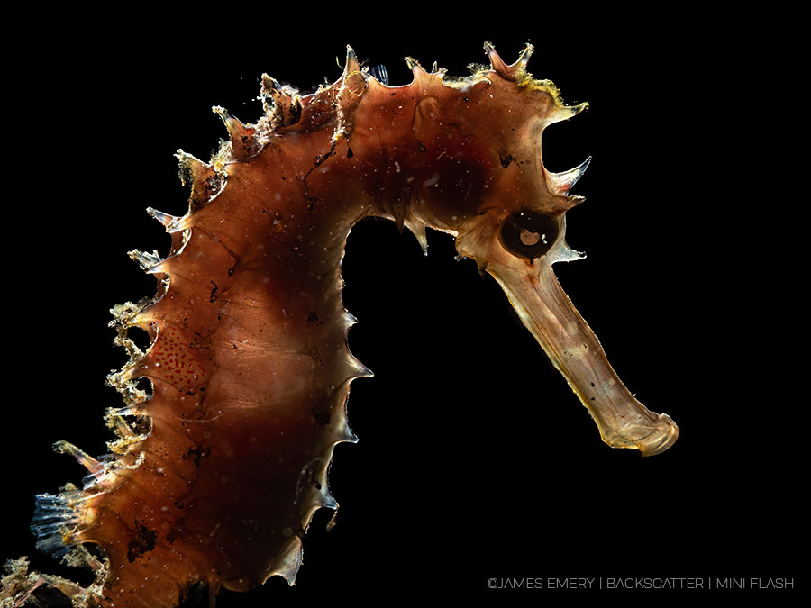 ©James Emery - Backscatter - Best Underwater Compact Strobe - Backscatter Mini Flash 3 - Seahorse