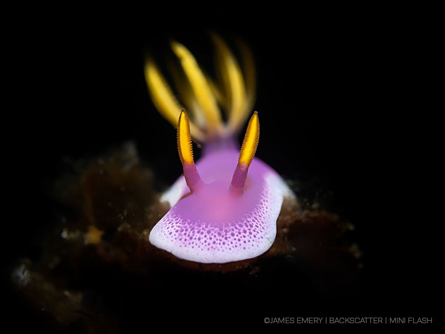 ©James Emery - Backscatter - Best Underwater Compact Strobe - Backscatter Mini Flash 3 - Nudibranch
