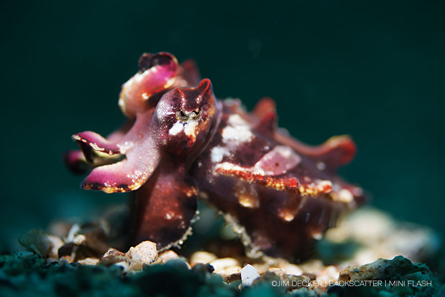 ©Jim Decker - Backscatter - Best Underwater Compact Strobe - Backscatter Mini Flash 3 - HHS Cuttlefish Normal