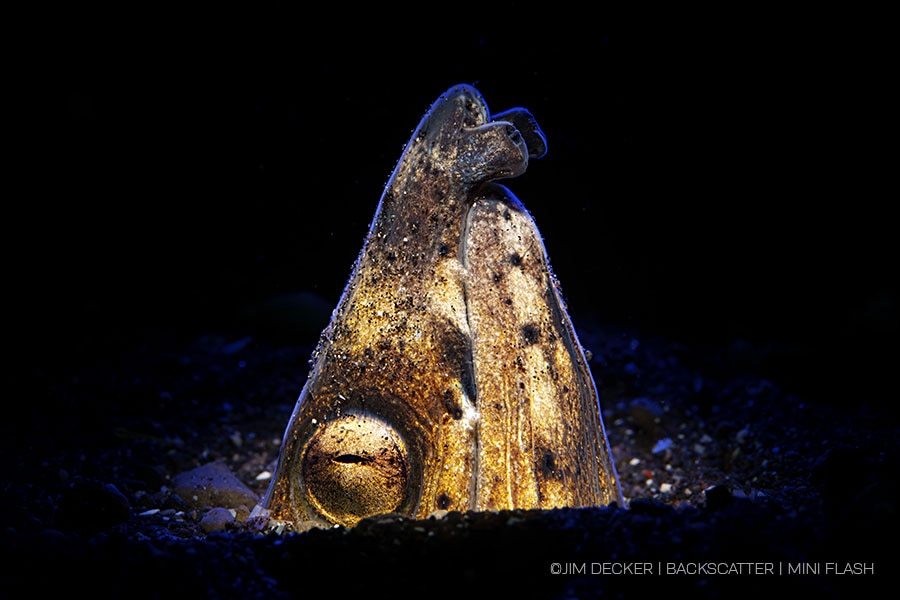 ©Jim Decker - Backscatter - Best Underwater Compact Strobe - Backscatter Mini Flash 3 - Snake Eel Front & Side Lit