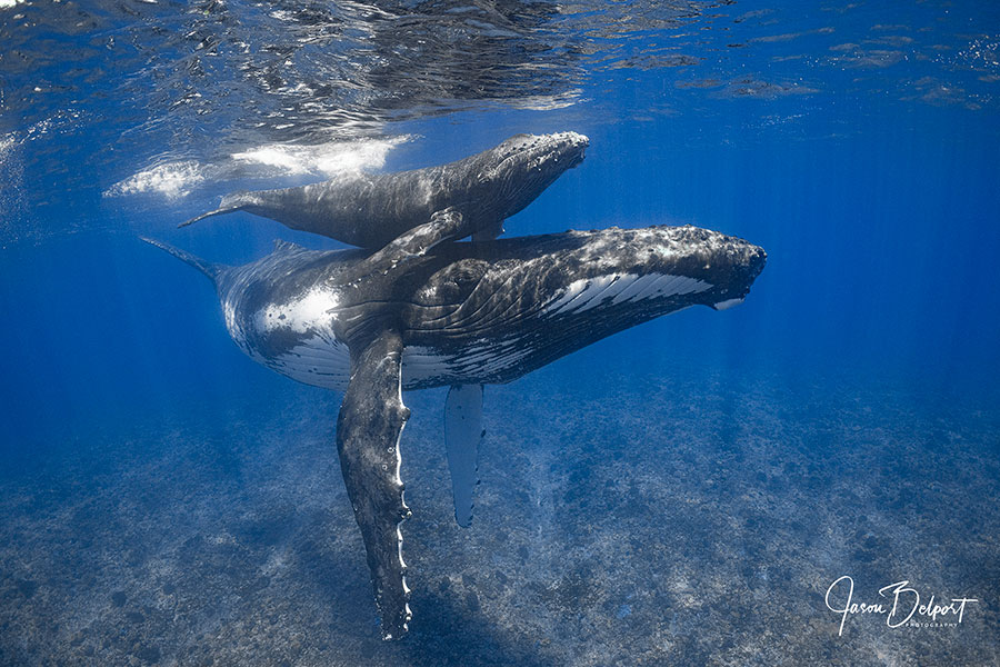 ©Jason Belport - Moorea Tahiti Dive Photo Trip - Mother & Calf Shallow